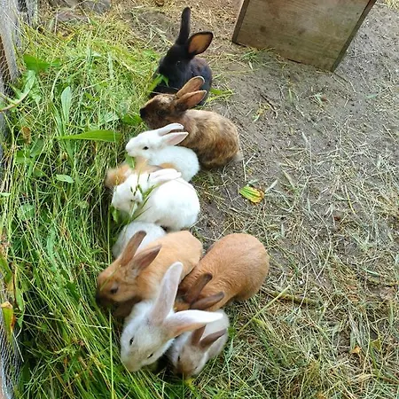 Διαμέρισμα Bensdorfer Muehle - Auszeit In Brandenburg
