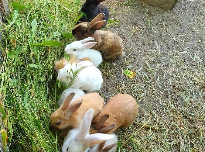 Daire Bensdorfer Muehle - Auszeit In Brandenburg